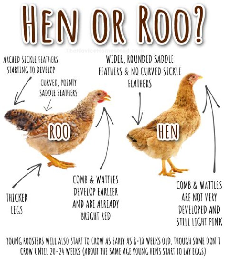 How do you tell a chicken you love them?