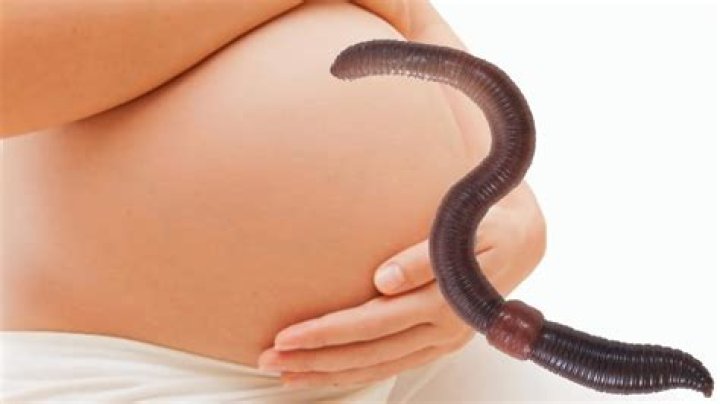 How do you tell if a worm is pregnant?