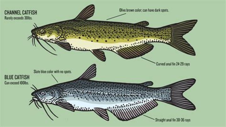 How do you tell if there is catfish in a pond?