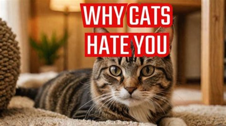 How do you tell if your cat hates you?