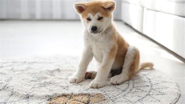 How do you tell if your dog is obsessed with you?