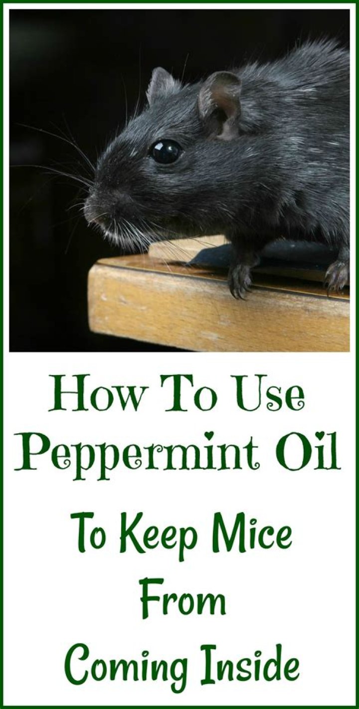 How do you use peppermint oil to get rid of mice?