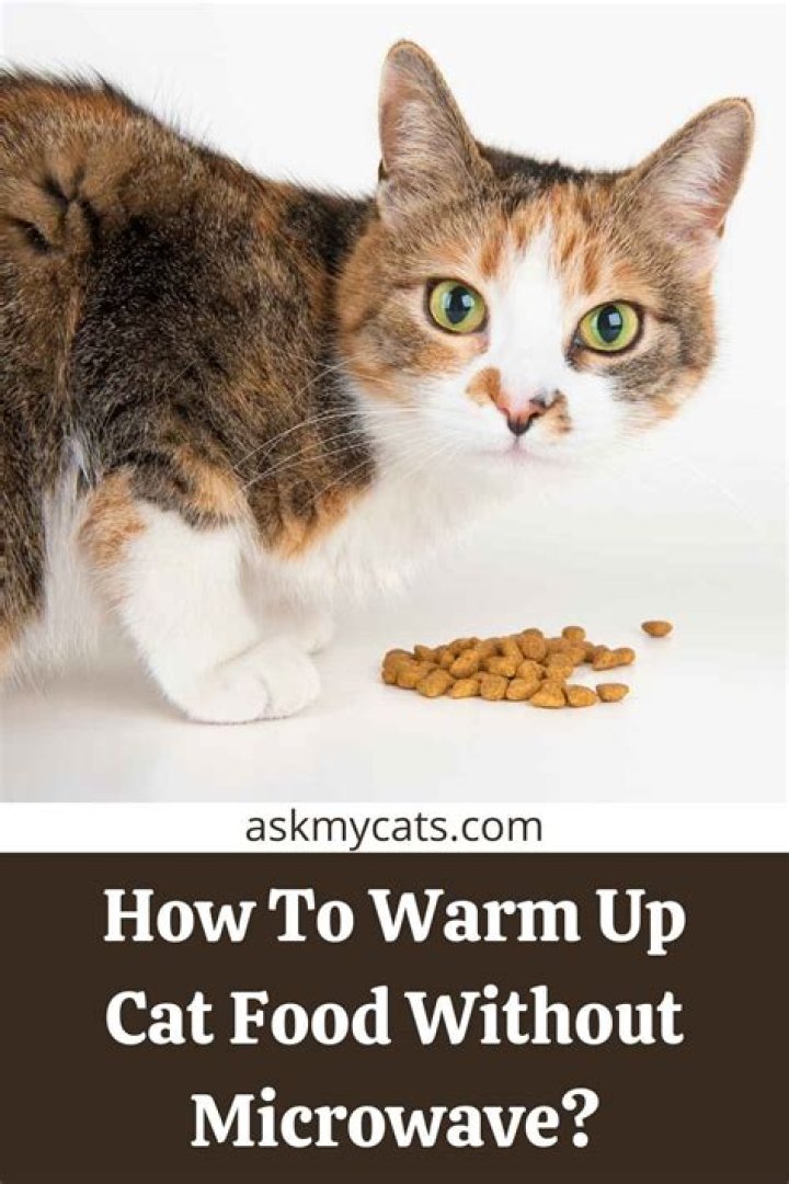 How do you warm up refrigerated cat food?