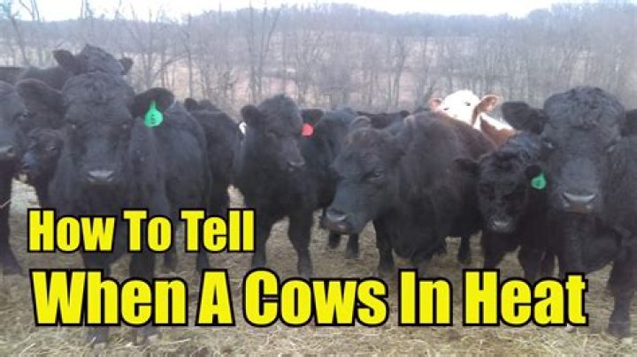 How does a bull know when a cow is in heat?