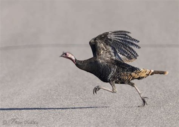How far can a turkey fly?