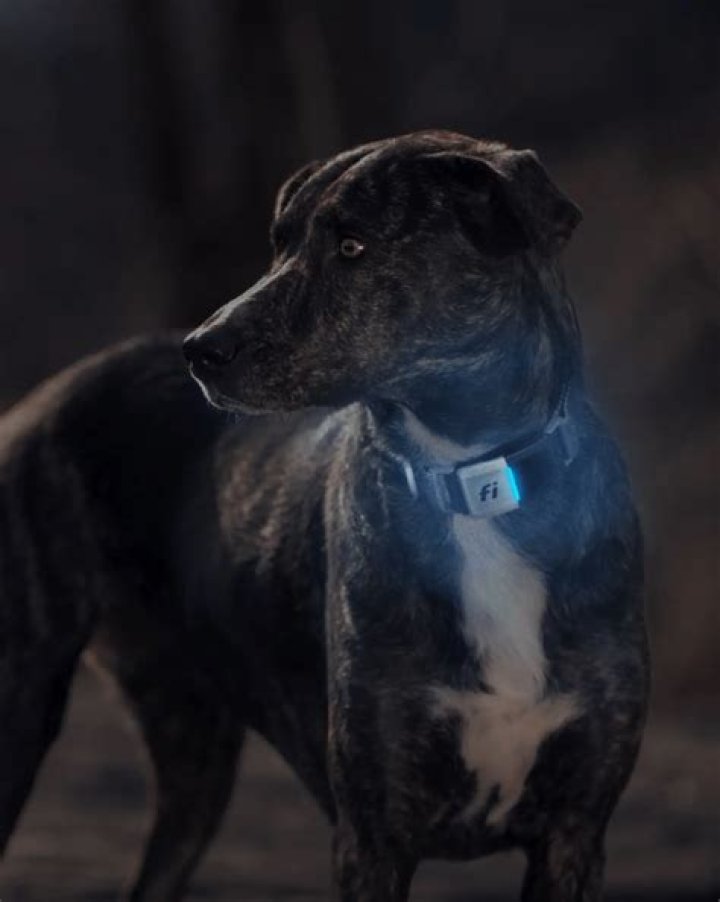 How Far Can dogs see in the dark?