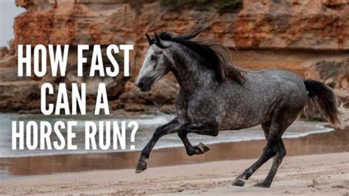 How fast can Spartans run?
