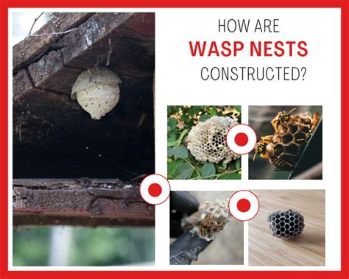 How fast do wasps build a nest?