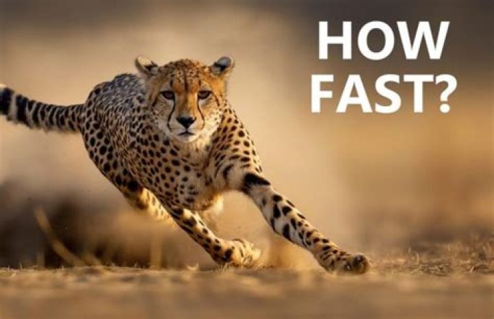 How fast is a cheetah cat?