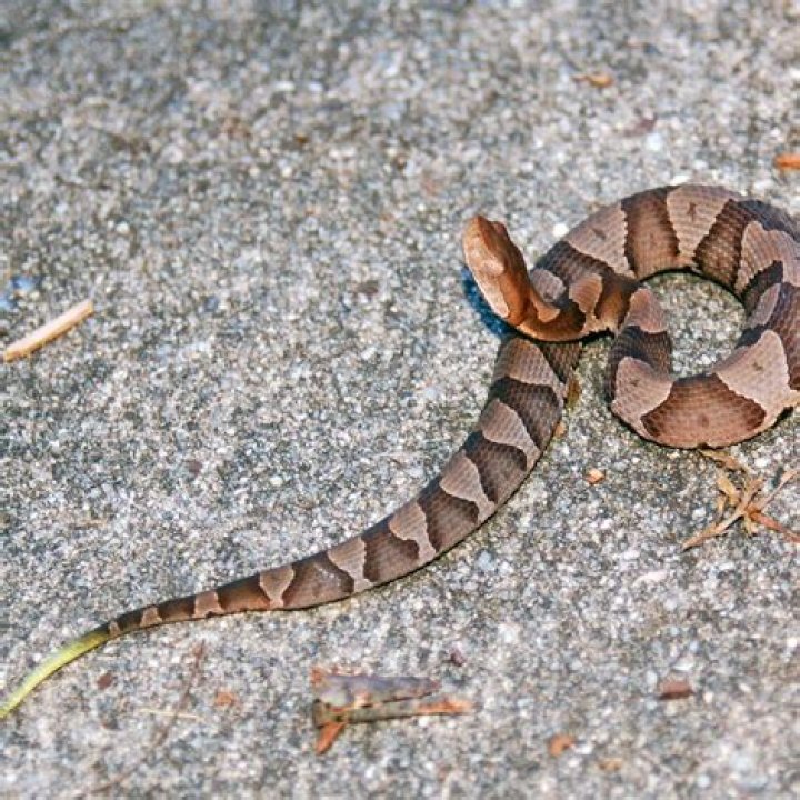 How fast is a copperhead snake strike?