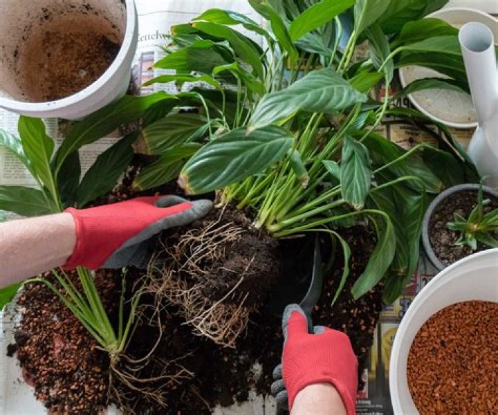 How long are plants in shock after repotting?