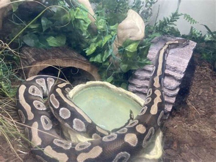 How long can a diamond python go without food?
