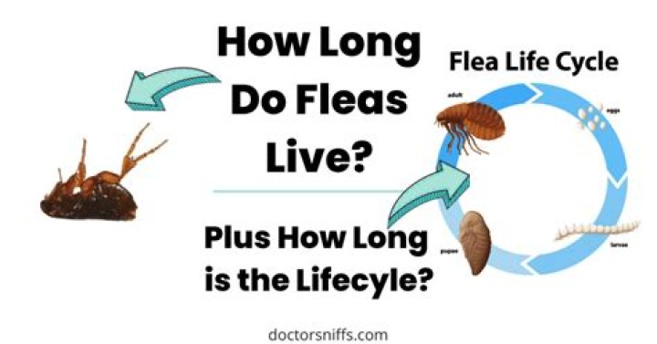 How long can a pet rat be left alone?