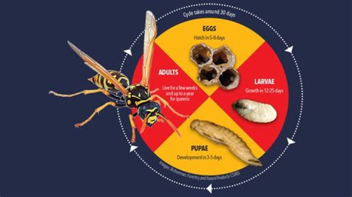 How long can a wasp survive in a house?