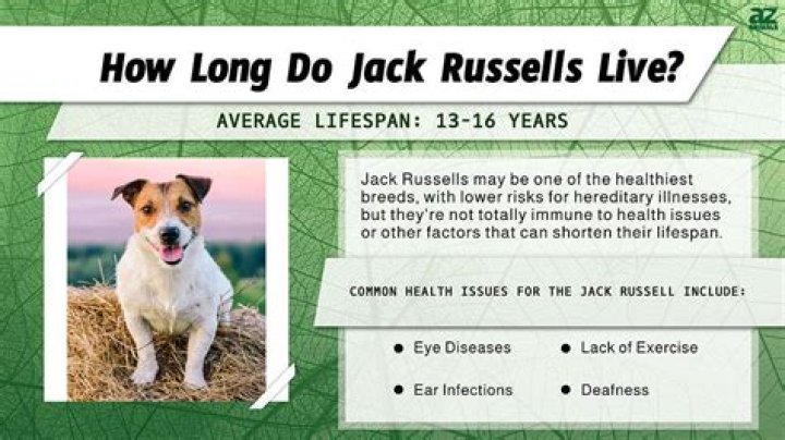 How Long Can Jack Russells hold their pee?