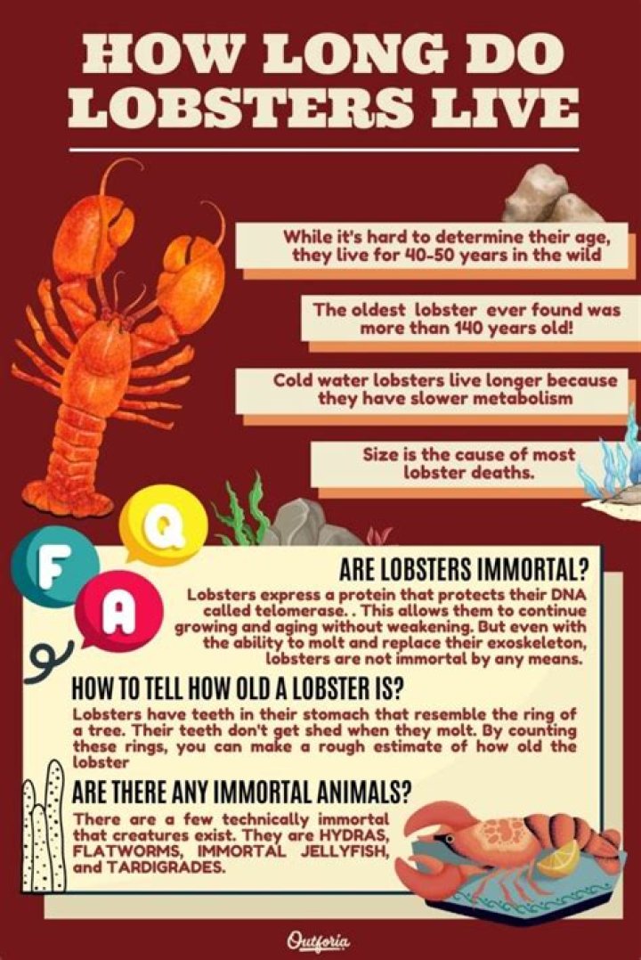 How long can lobsters stay in fridge?