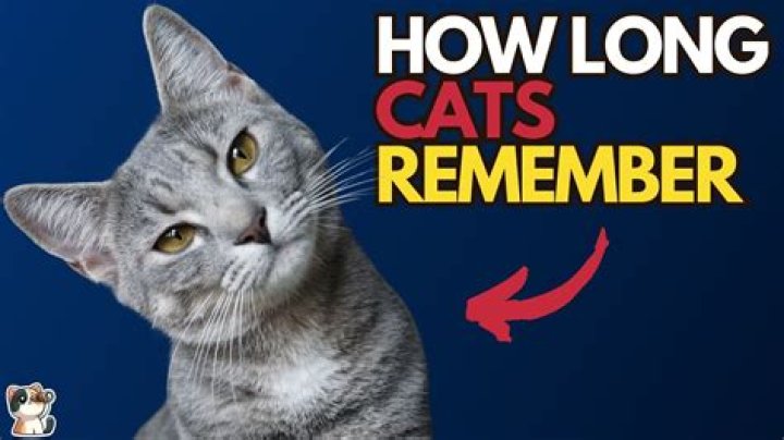 How long cats remember their owners?