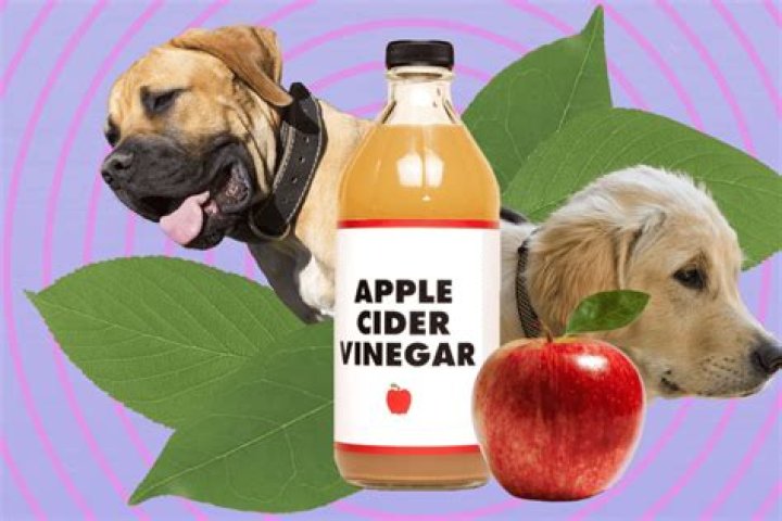 How long do I soak my dogs paws in apple cider vinegar?