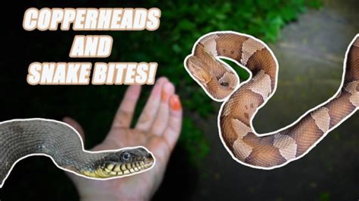 How long do you have after getting bit by a copperhead?