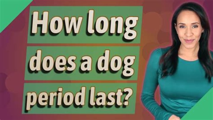 How long does a dog period last?