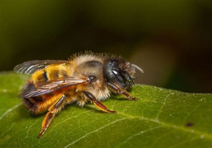 How long does a female mason bee live?