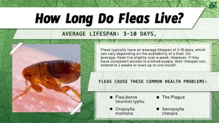 How long does a flea live?