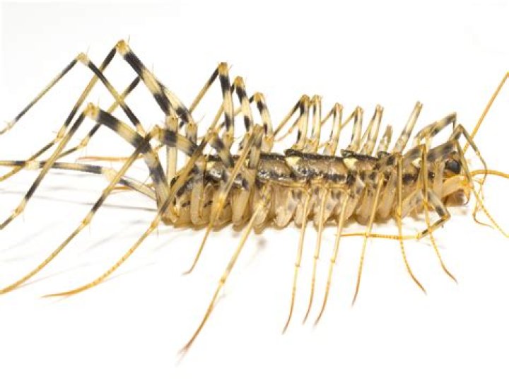How long does a house centipede live?