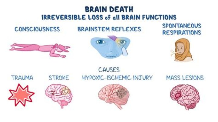 How long does brain stay alive after death?