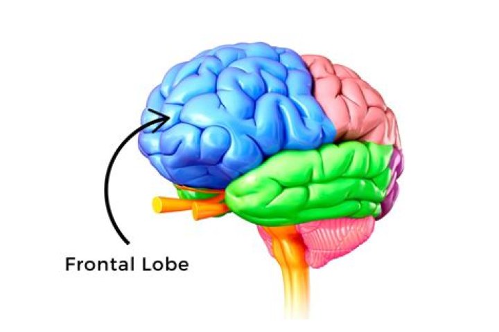 How long does frontal glue last?