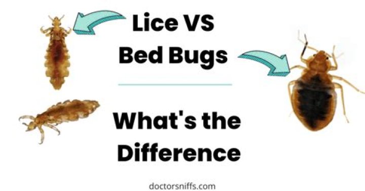 How long does it take for bed bugs to infest a house?