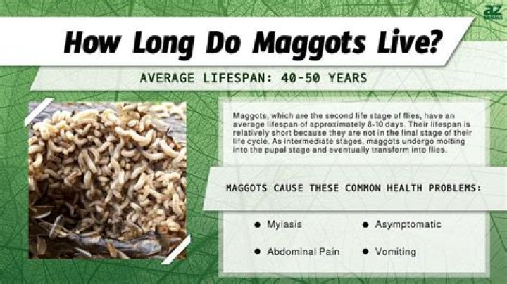 How long does it take for maggots to form in poop?