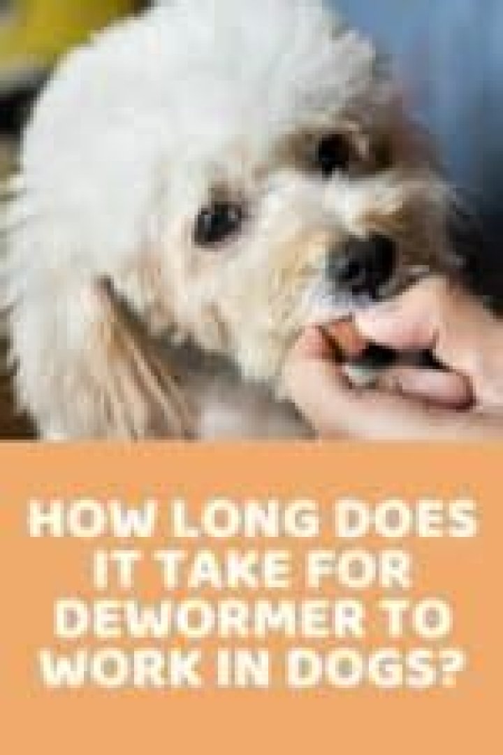 How long does it take for turmeric to work in dogs?