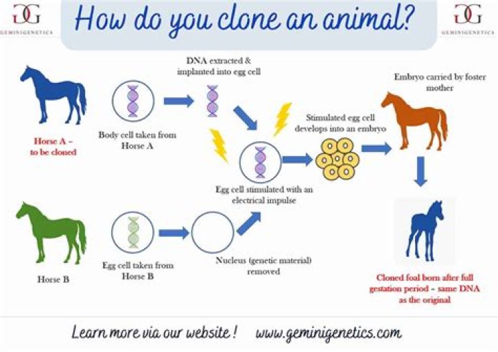 How long does it take to clone an animal?