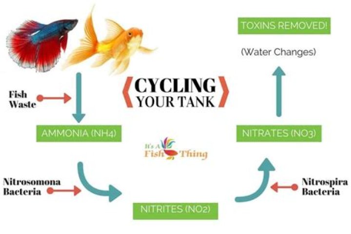 How long does it take to cycle a freshwater tank?