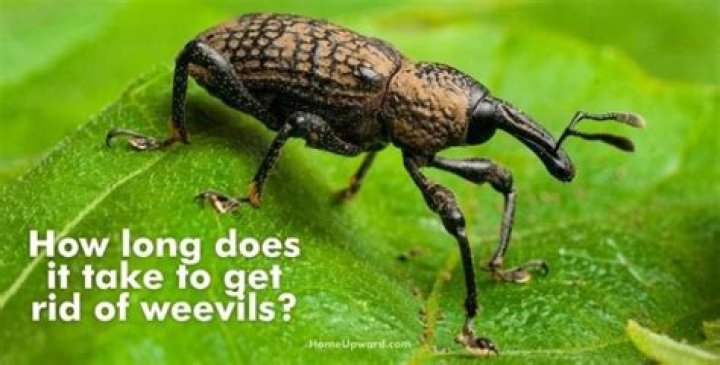 How long does it take to get rid of weevils?