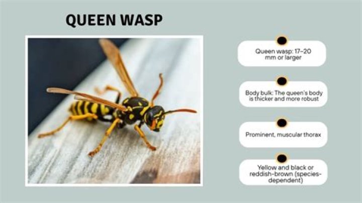 How Long Does queen wasp live?