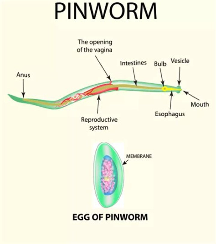 How long does Reese's pinworm medicine take to work?