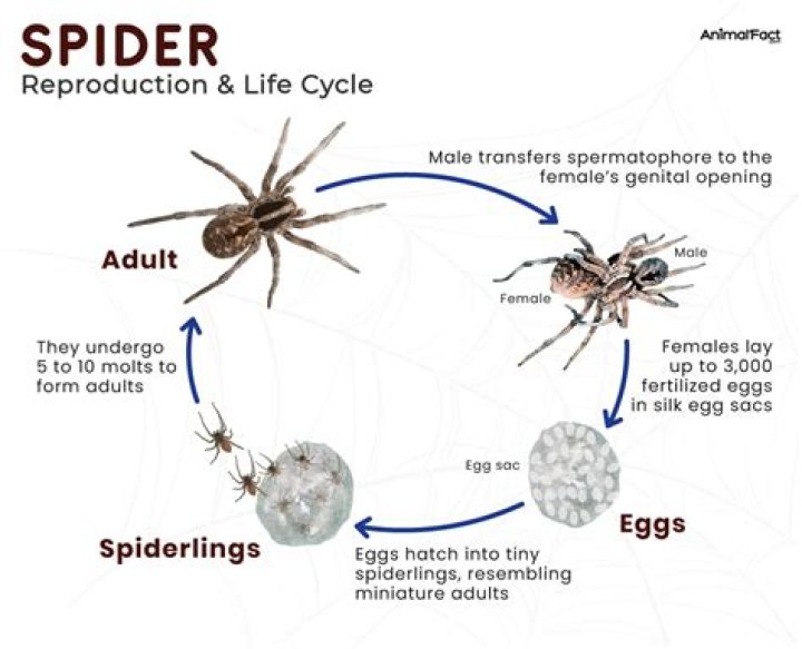 How long is a spider pregnant for?