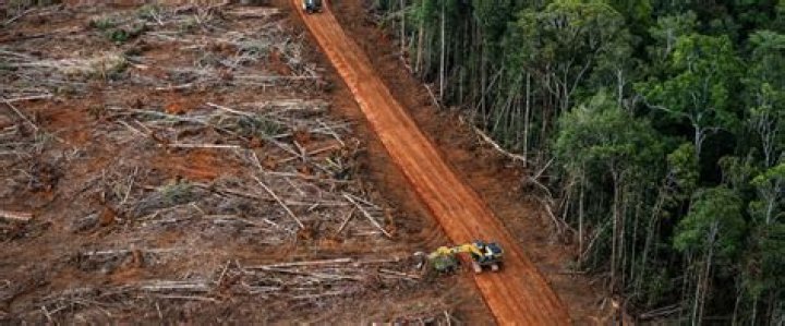 How long until all forests are gone?