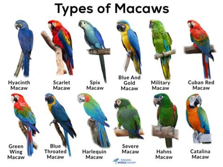 How many blue macaw are left?
