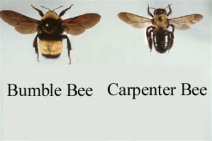 How many carpenter bees live together?