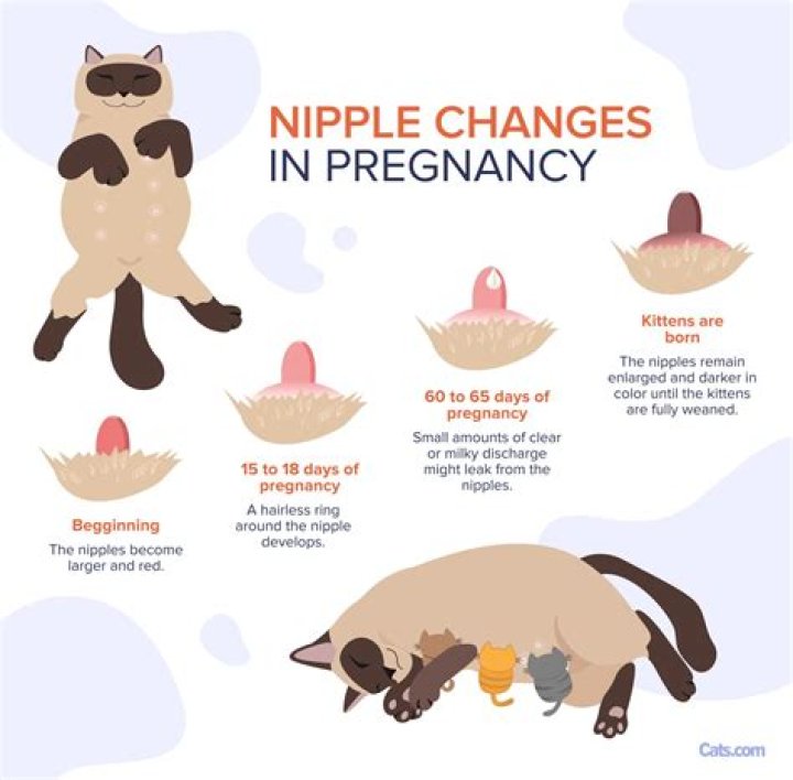 How many nipples Scaramanga have?