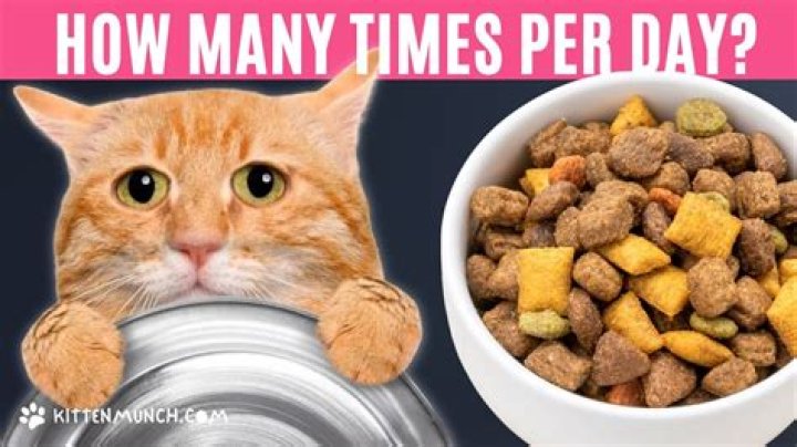 How many times a day should my cat eat?