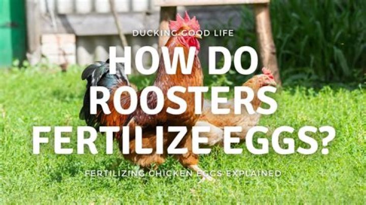How many times does a rooster mate a day?
