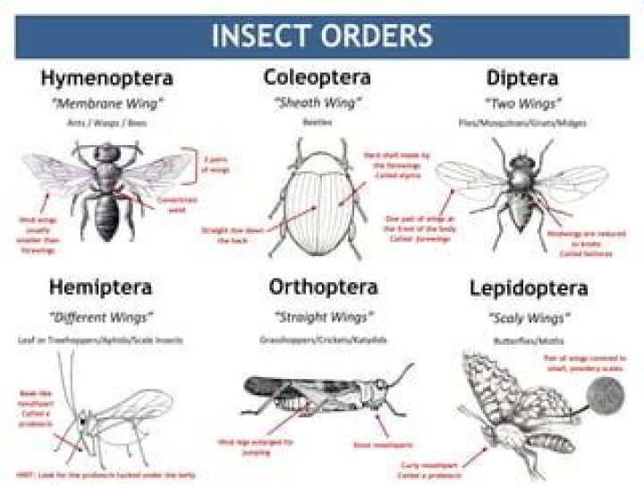 How many wings do Coleoptera have?