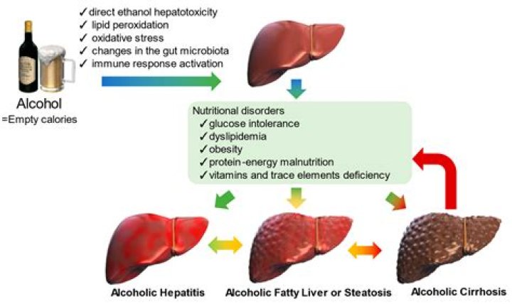 How much alcohol will affect liver enzymes?