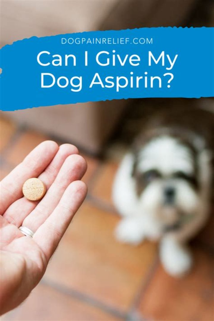 How much basil can I give my dog?