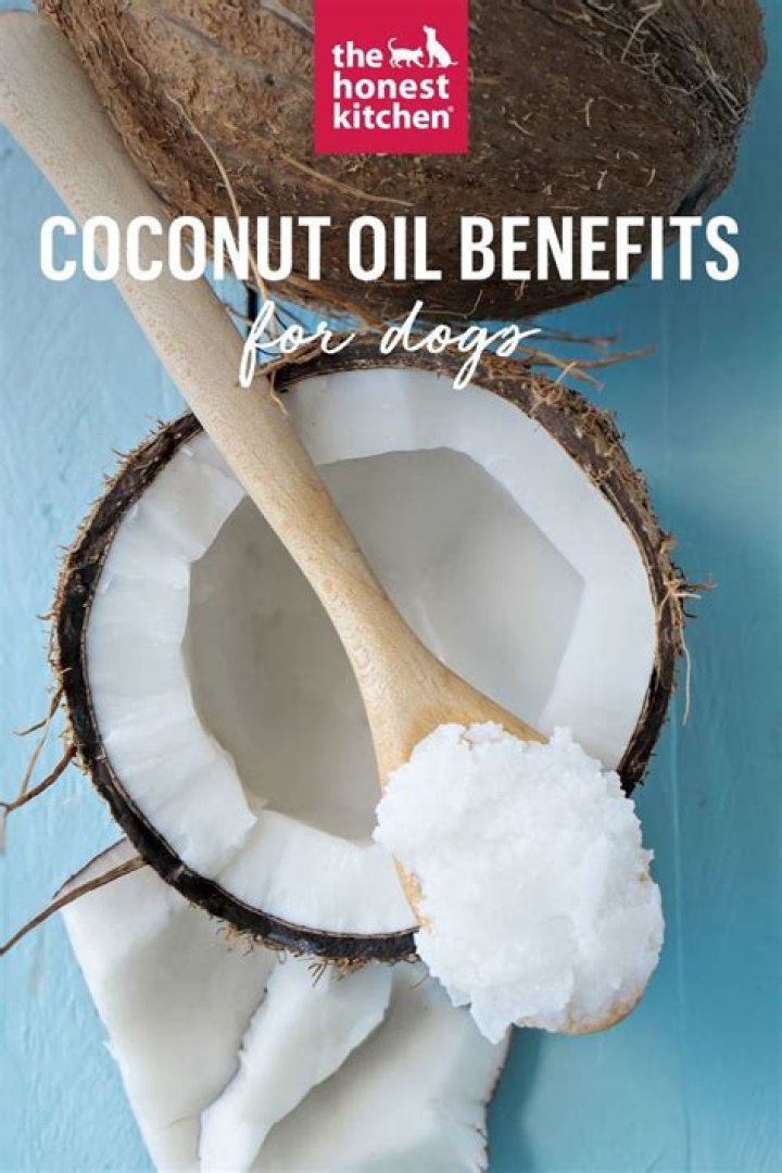 How much coconut oil should I give my dog?