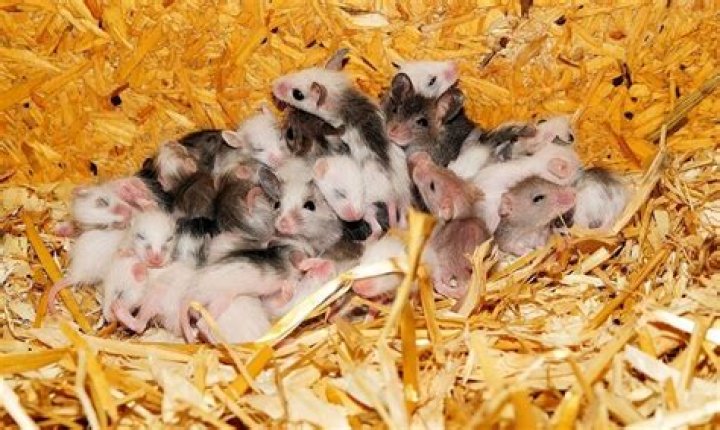 How much do mice sleep?