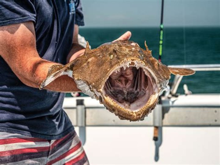 How much do monkfish heal?